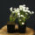 Evergreen Candytuft