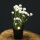 Evergreen Candytuft