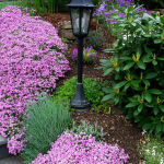 Moss Phlox or Creeping phlox