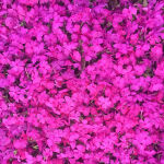 Teppichphlox Flammenblume rosa
