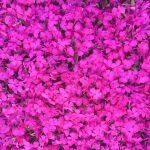 Moss Phlox or Creeping phlox