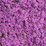 Moss Phlox or Creeping phlox