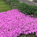 Moss Phlox or Creeping phlox