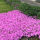 Teppichphlox Flammenblume rosa