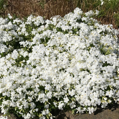 Phlox sub. White Delight