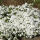 Phlox sub. White Delight