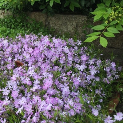 Moss Phlox or Creeping phlox