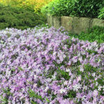 Teppichphlox Flammenblume blau