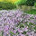 Teppichphlox Flammenblume blau