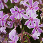 Teppichphlox Flammenblume weiß-rosa