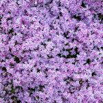 Phlox subulata Candy Stripes