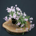 Moss Phlox or Creeping phlox