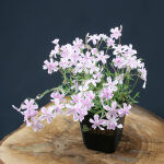 Phlox subulata Candy Stripes