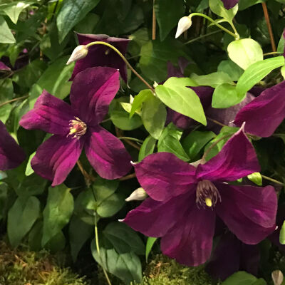 Clematis rouge cardinal