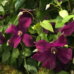 Clematis