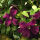 Clematis rouge cardinal