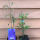 Waldrebe blau/violett blühend