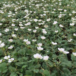storksbills white