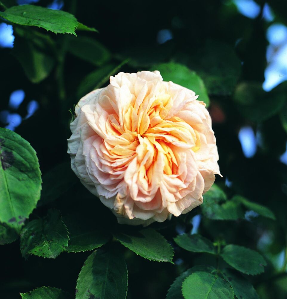 Kletterrose gelb blühend im 3 Litertopf Rose Golden Climber