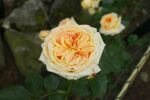 Rosa Golden Climber