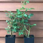rosa rampicante Rosa New Dawn