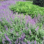 woodland sage or Balkan clary