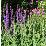 woodland sage or Balkan clary