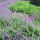 woodland sage or Balkan clary