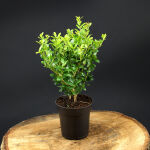 Ilex crenata caroline upright