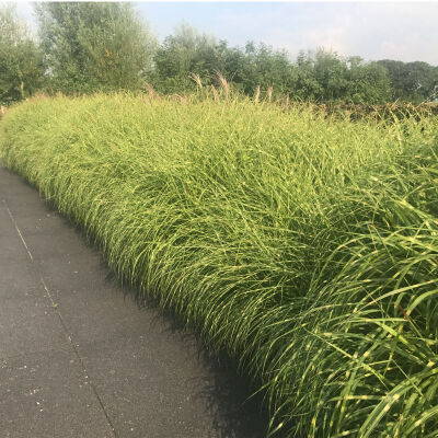 Miscanthus sinensis Strictus