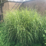 Miscanthus sinensis Strictus