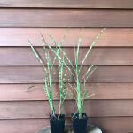 Miscanthus sinensis Strictus