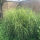 Porcupine Grass Strictus