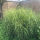 Miscanthus sinensis Strictus