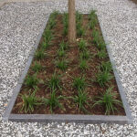 Carex morrowii Irish Green