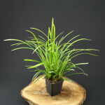 Carex morrowii Irish Green