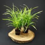 Japanese grass sedge