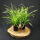 Carex morrowii Irish Green