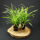 Carex morrowii Irish Green