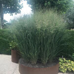 Panicum virgatum Heavy Metal