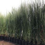 Panicum virgatum Heavy Metal