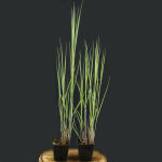 Panicum virgatum Heavy Metal