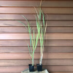 Panicum virgatum Heavy Metal