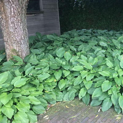 Hosta sieboldiana Elegans