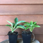 giant blue hosta