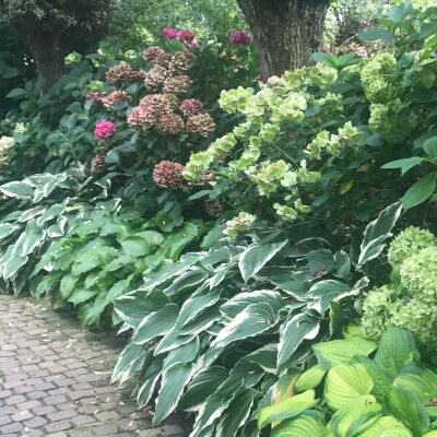 Hosta Wide Brim