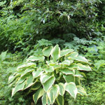 Plantain Lily