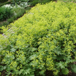 Alchemilla mollis