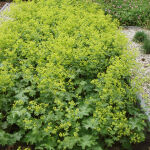 Alchemilla mollis