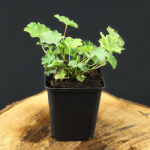 Alchemilla mollis